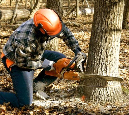 Tree Removal in Exmore, VA